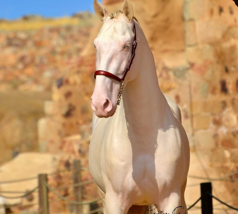 Caballo